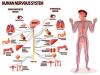 Regolazione del sistema nervoso autonomo